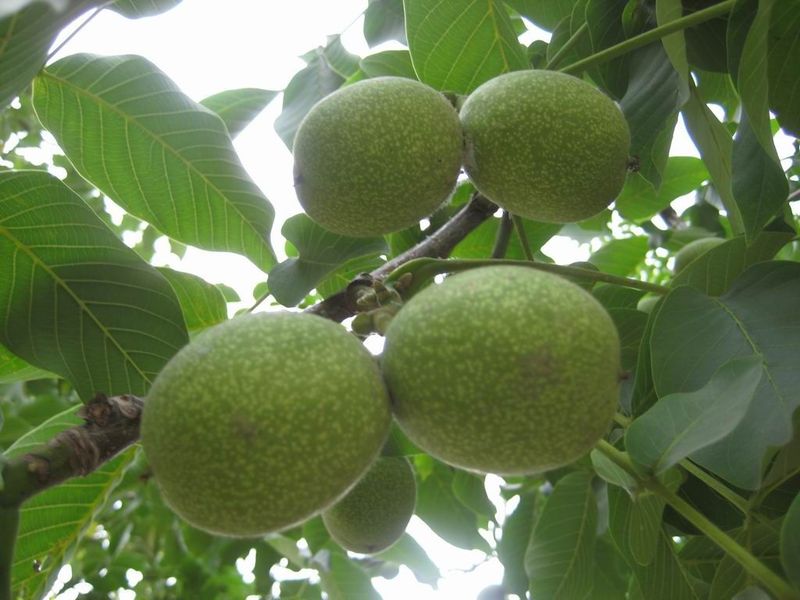 ����԰���